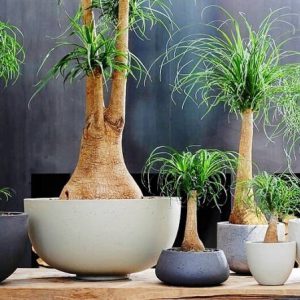 نخل آپارتمانی